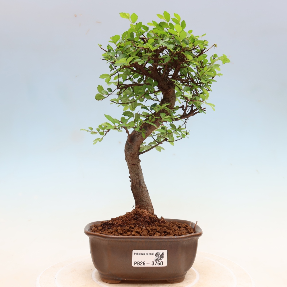 Bonsaï de chambre - Ulmus parvifolia - Orme à petites feuilles