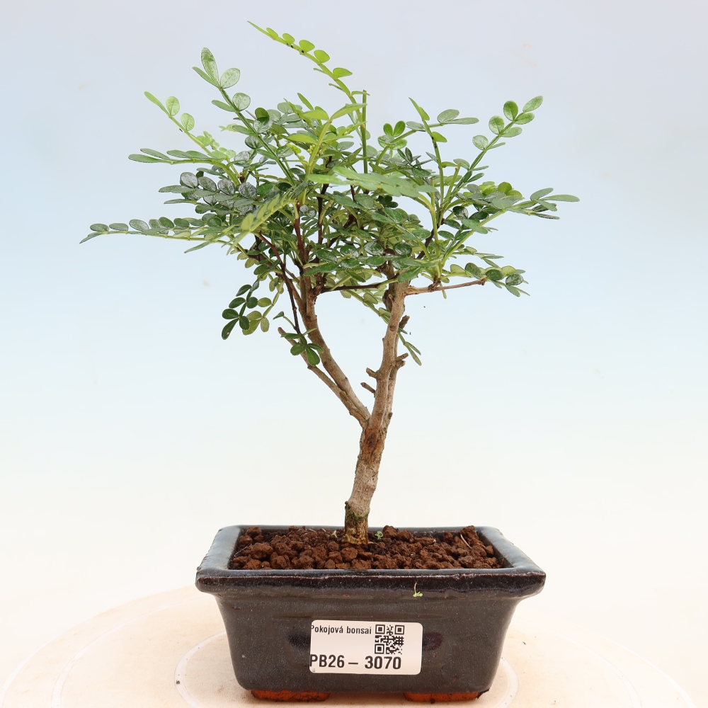 Salle bonsaï - Zantoxylum piperitum - arbre à poivre
