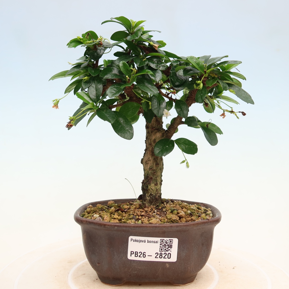 Bonsaï de chambre - Carmona macrophylla - Tea fuki