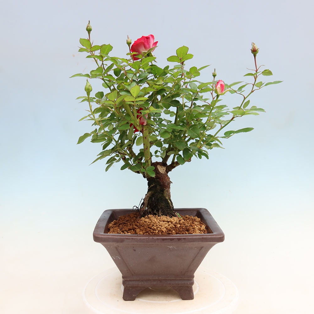 Bonsaï d'extérieur - Rosa Kordes - rose