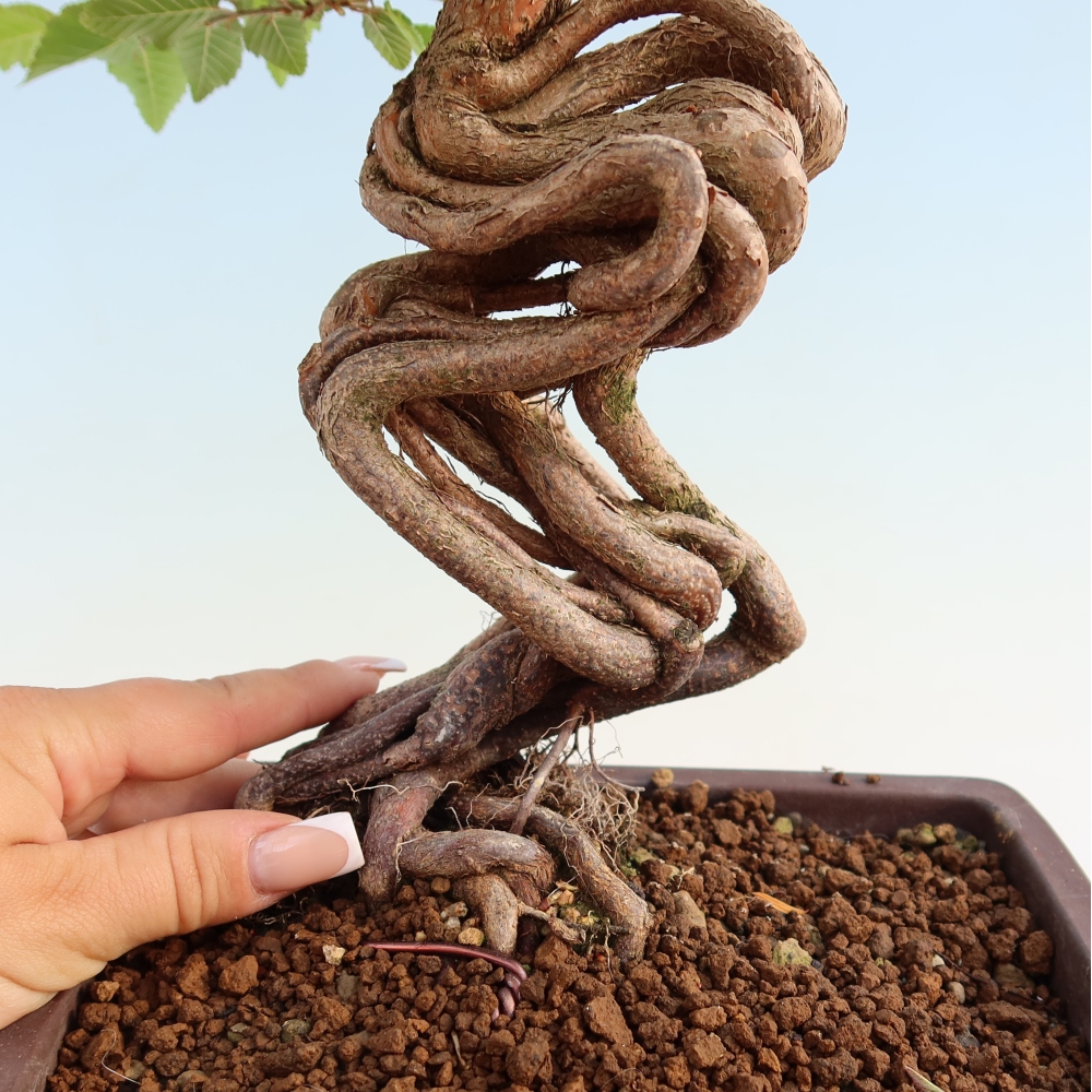 Bonsaï d'extérieur -Carpinus Coreana - Charme de Corée