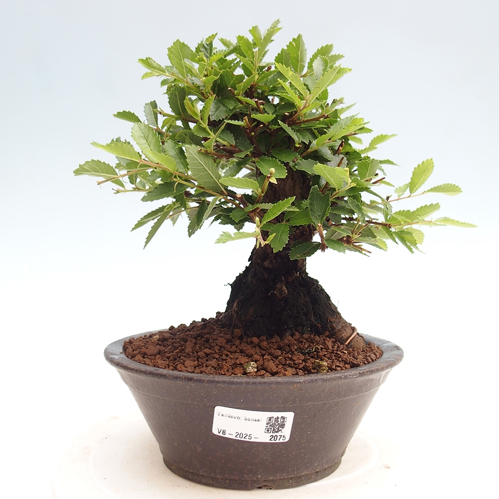 Bonsaï d'extérieur - Zelkova - Zelkova NIRE