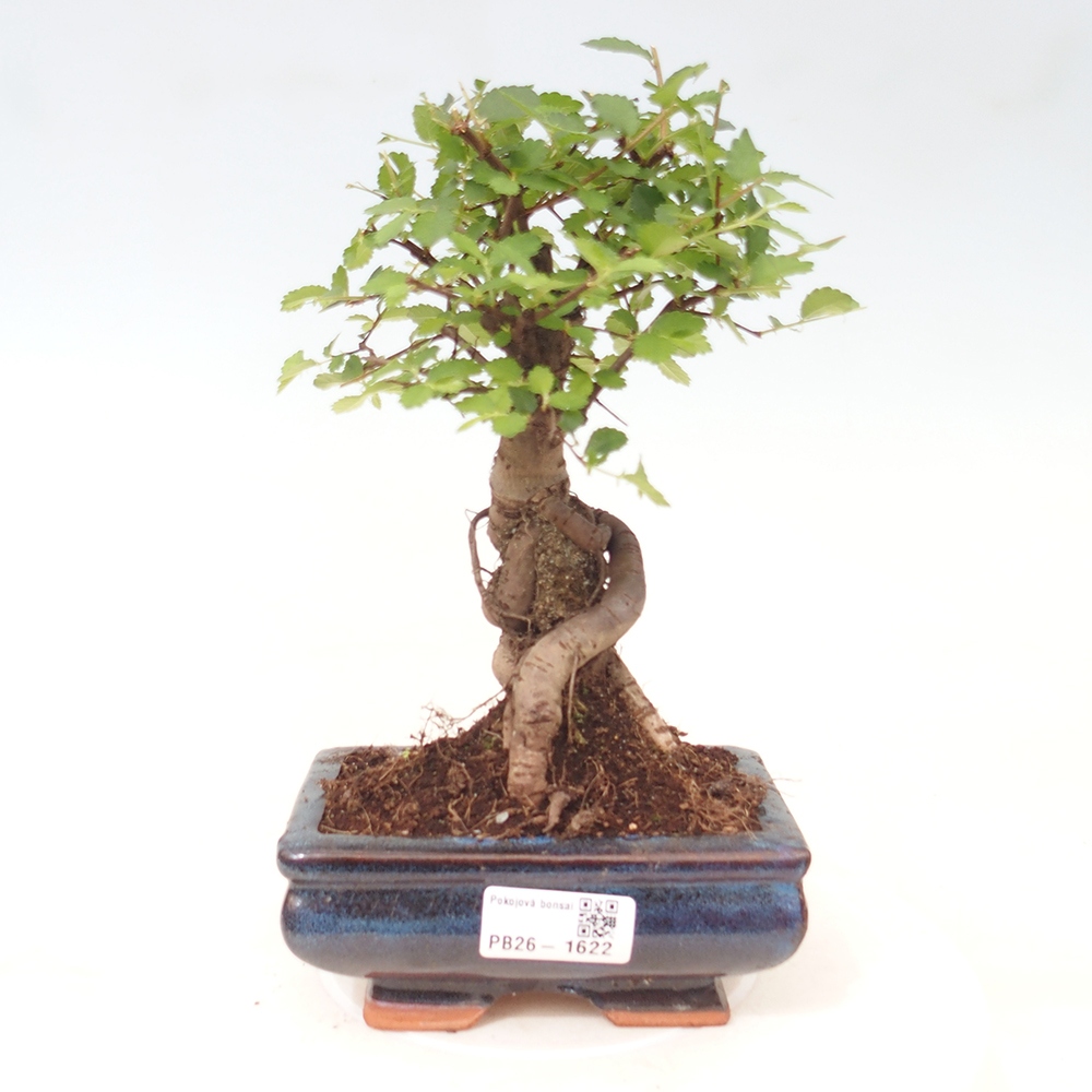Bonsaï de chambre - Ulmus parvifolia - Orme à petites feuilles
