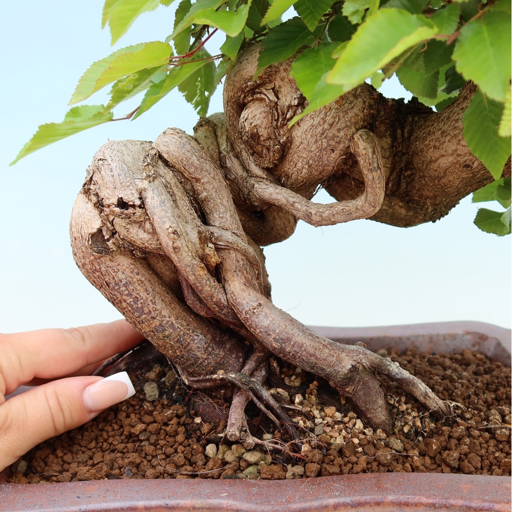 Bonsaï d'extérieur -Carpinus Coreana - Charme de Corée