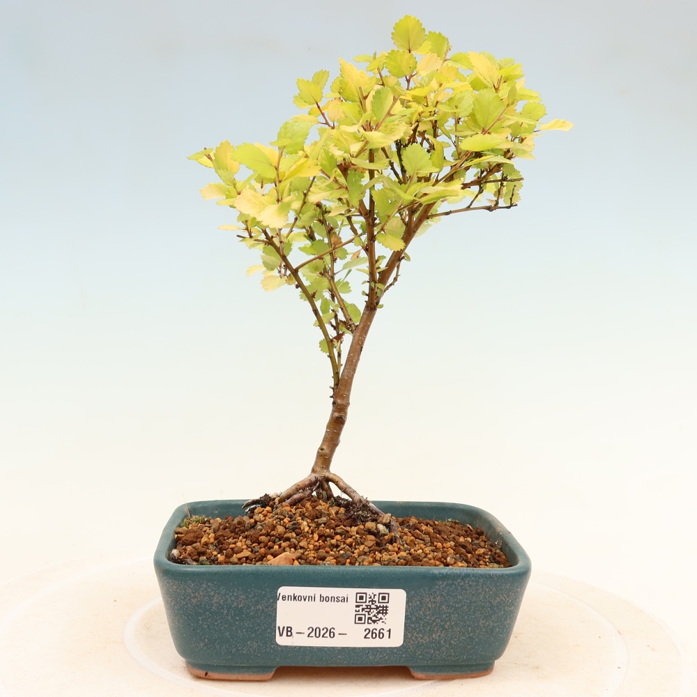 Bonsaï d'extérieur - bouleau nain - Betula NANA Golden Treasure
