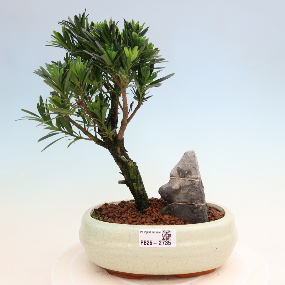 Salle bonsaï - Podocarpus - If en pierre