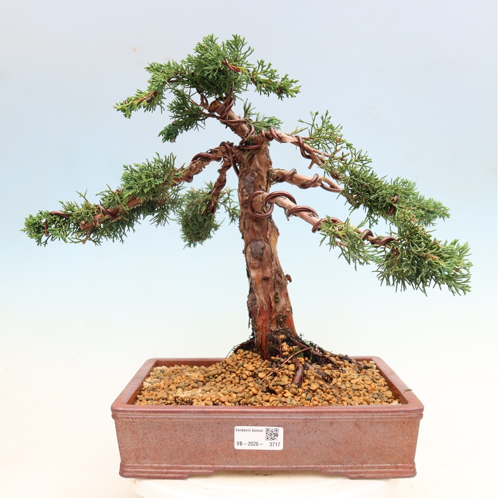 Bonsaï d'extérieur - Juniperus chinensis Kishu