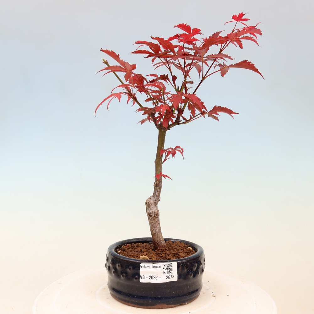 Bonsaï d'extérieur - Acer palm. Atropurpureum-Javor palmate