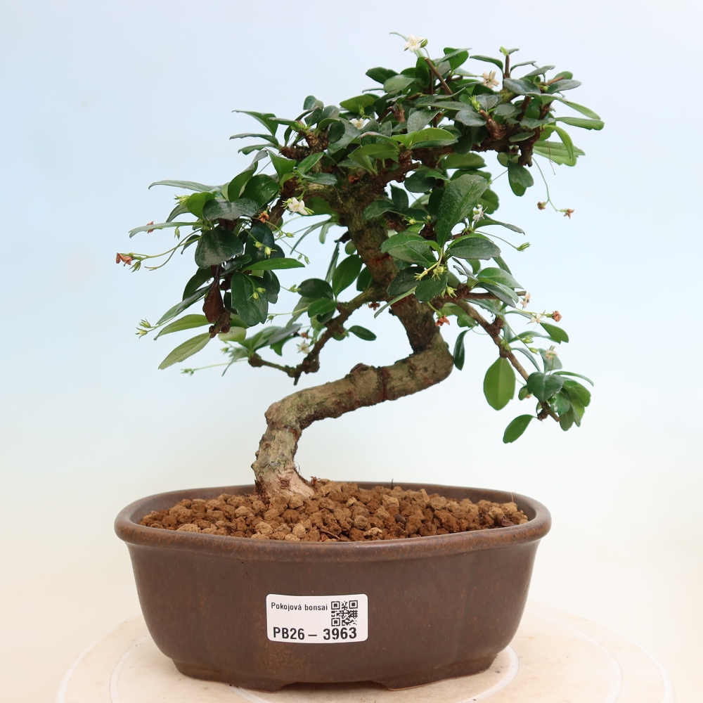Bonsaï de chambre - Carmona macrophylla - Tea fuki