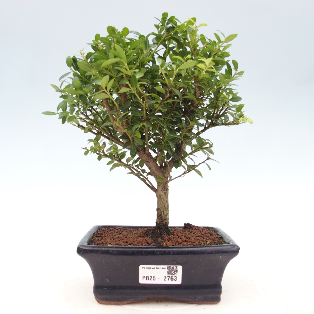 Bonsaï de chambre - Ilex crenata - Houx