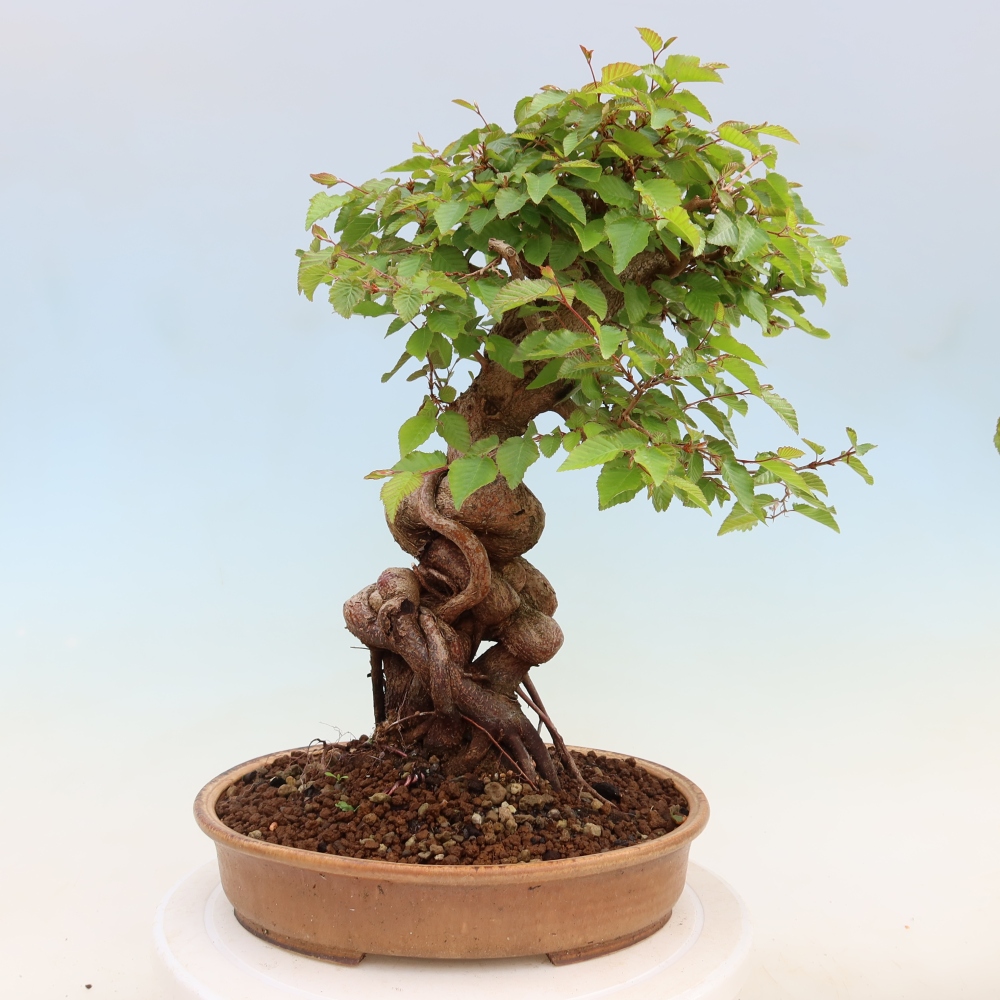 Bonsaï d'extérieur -Carpinus Coreana - Charme de Corée