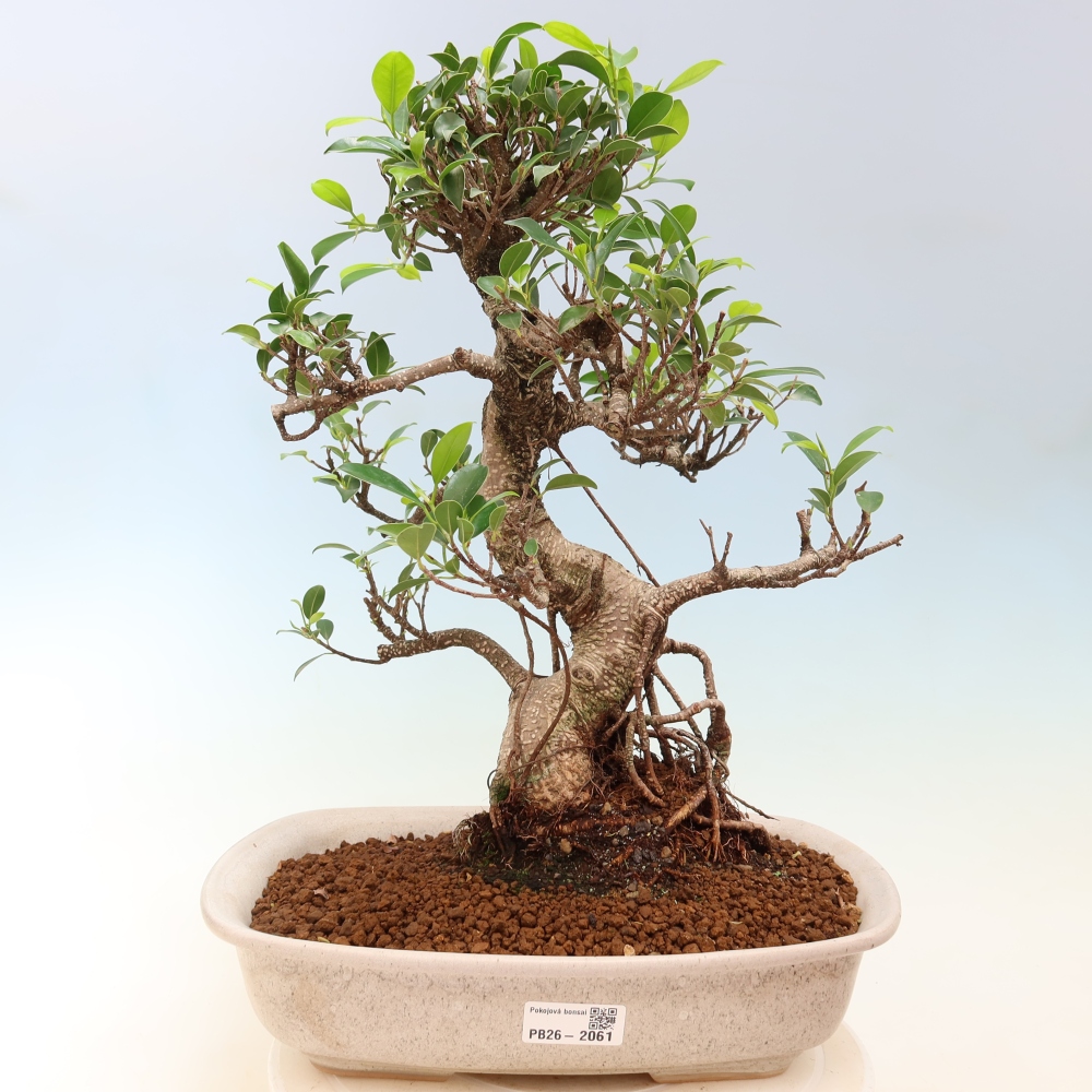 Salle bonsaï - Ficus kimmen - ficus à petites feuilles