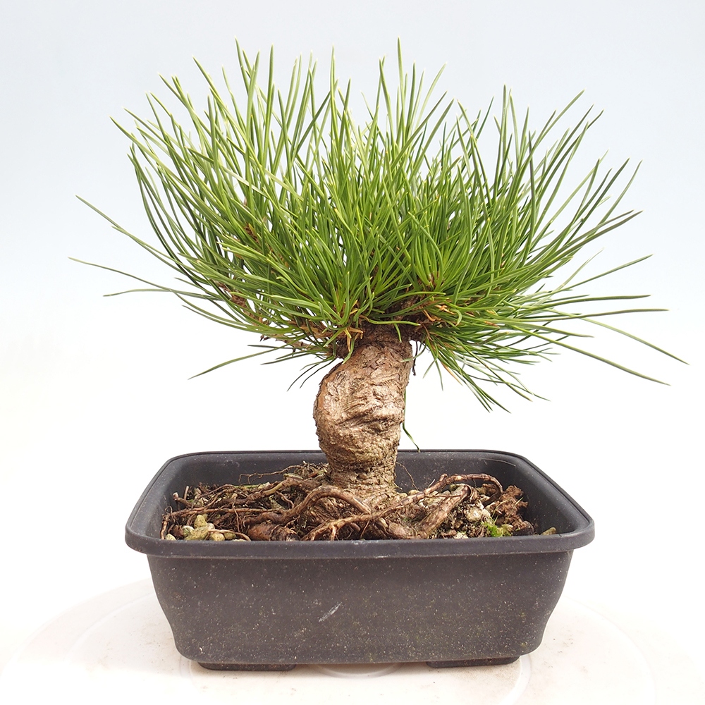 Bonsaï d'extérieur - Pinus thunbergii - Pin de Thunberg