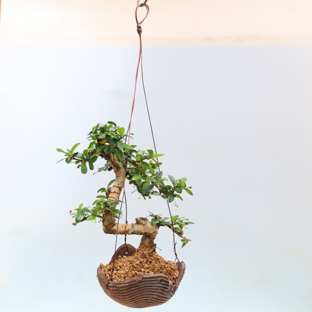 Kokedama en céramique - Tea-fuki - Carmona macrophylla
