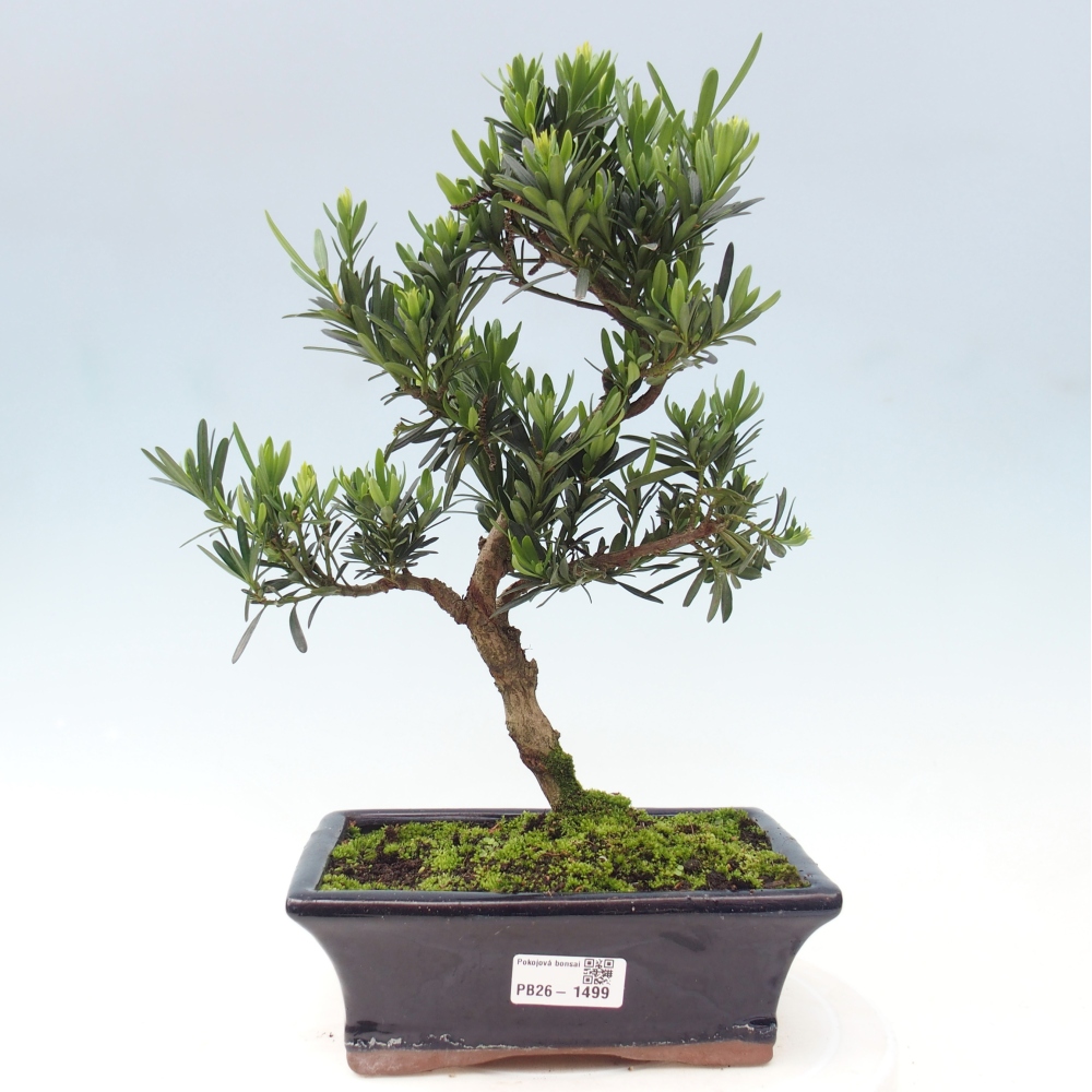 Salle bonsaï - Podocarpus - If en pierre