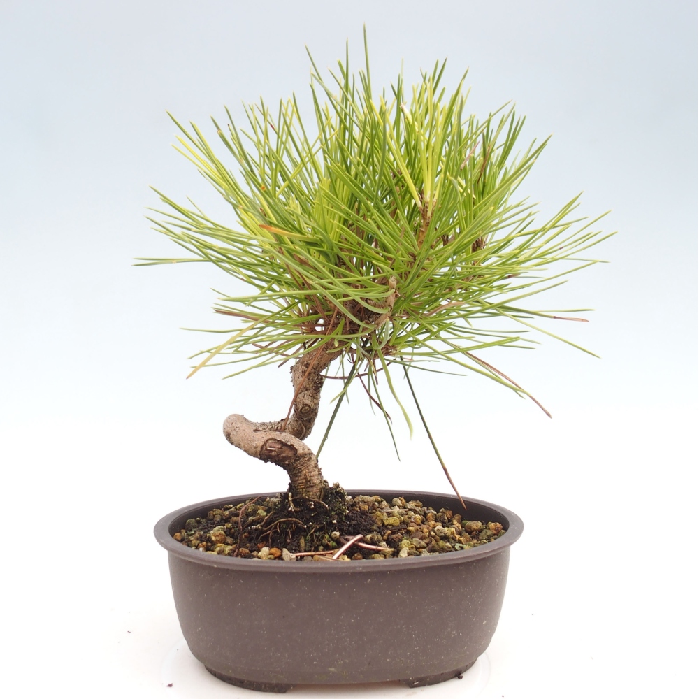 Bonsaï d'extérieur - Pinus thunbergii - Pin de Thunberg