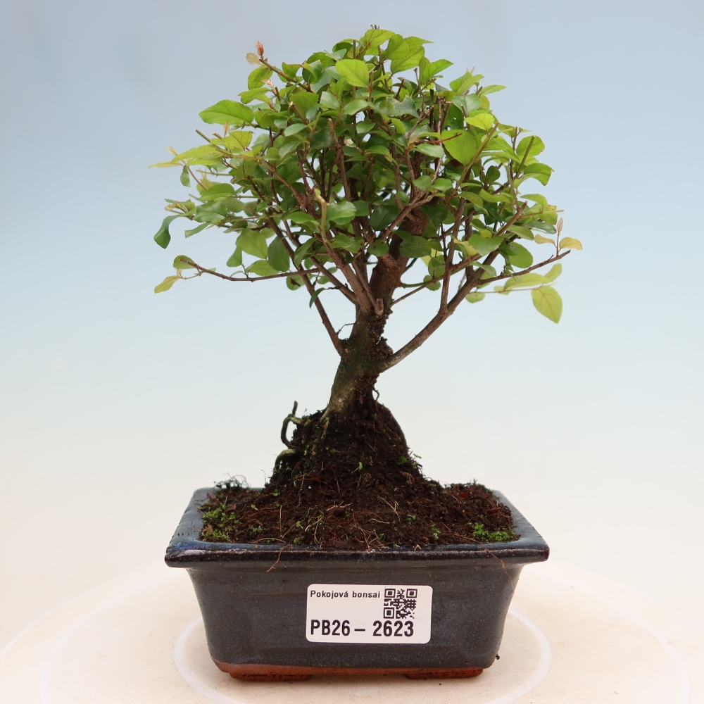 Bonsaï de chambre - Sageretia thea - Sageretia thea