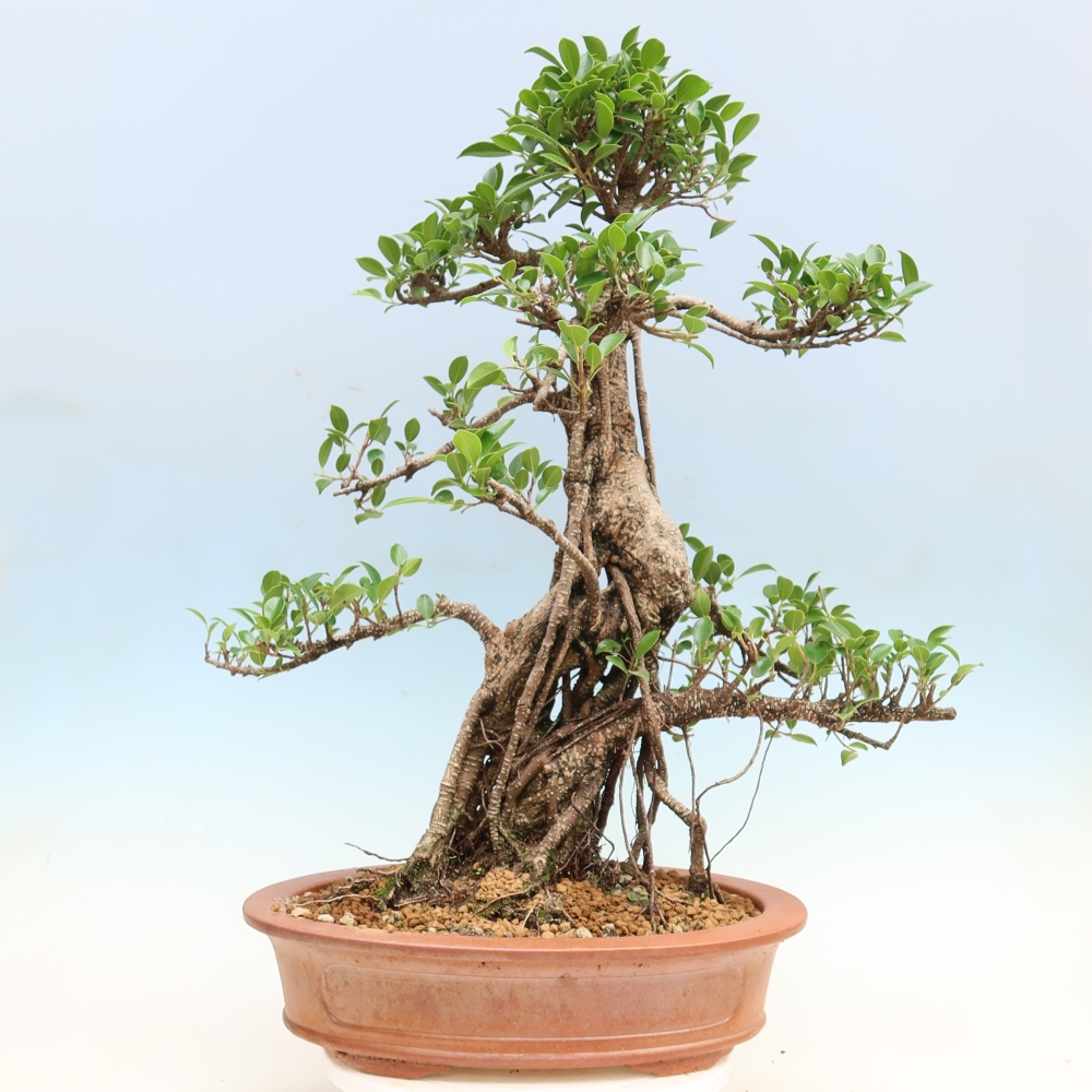 Salle bonsaï - Ficus kimmen - ficus à petites feuilles