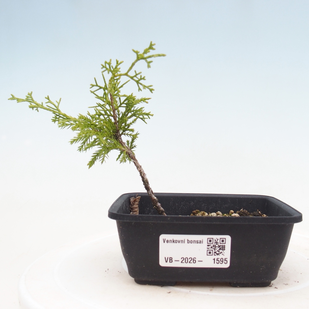 Bonsaï d'extérieur - Juniperus chinensis Itoigawa
