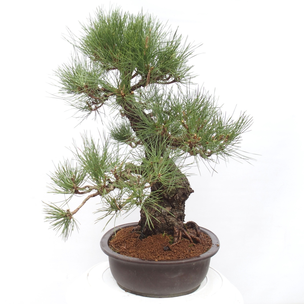 Bonsaï d'extérieur - Pinus thunbergii - Pin de Thunberg