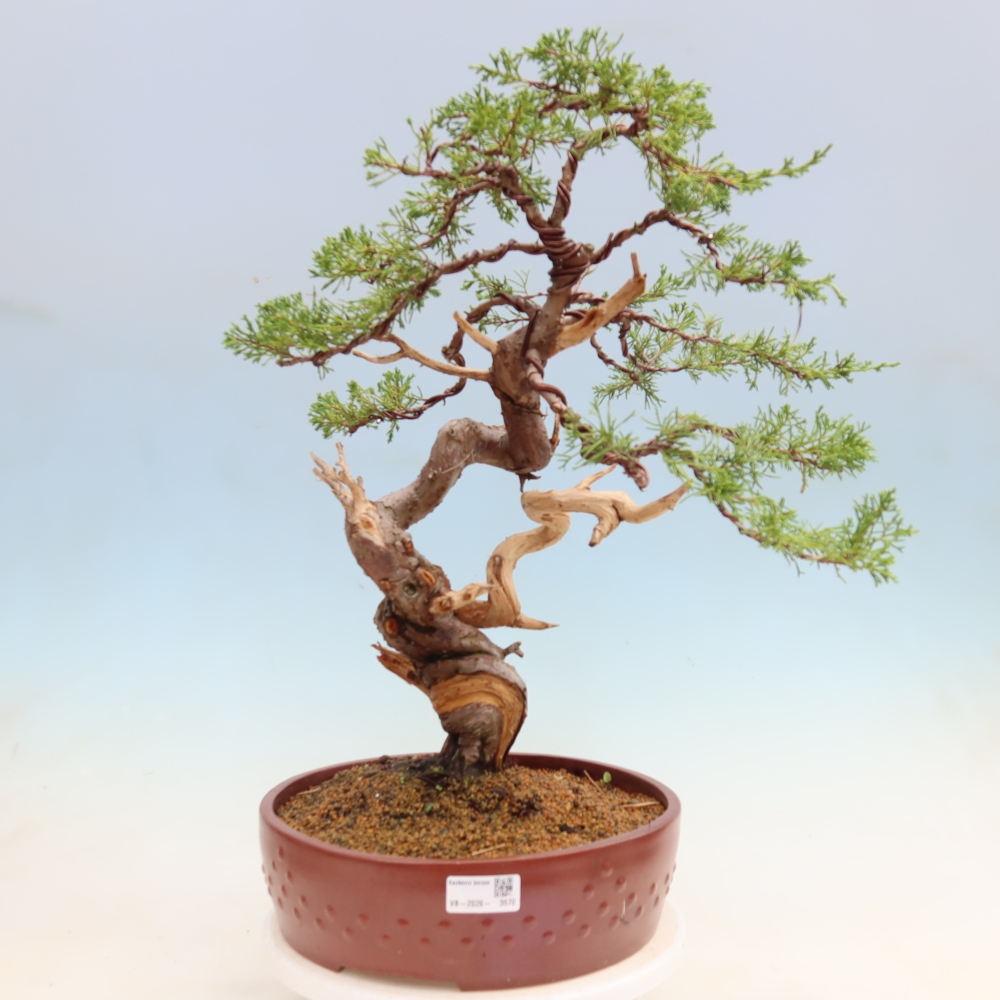 Bonsaï d'extérieur - Juniperus chinensis Itoigawa-Juniperus chinensis