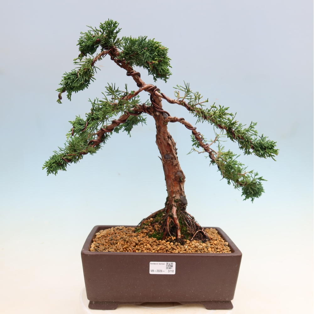 Bonsaï d'extérieur - Juniperus chinensis Kishu