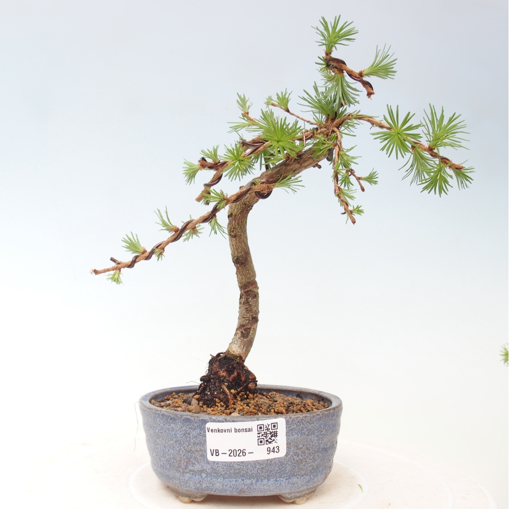 Bonsaï d'extérieur - Larix Kaempferi - Mélèze du Japon