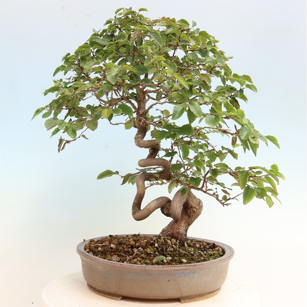 Bonsaï d'extérieur -Carpinus CARPINOIDES - Charme de Corée