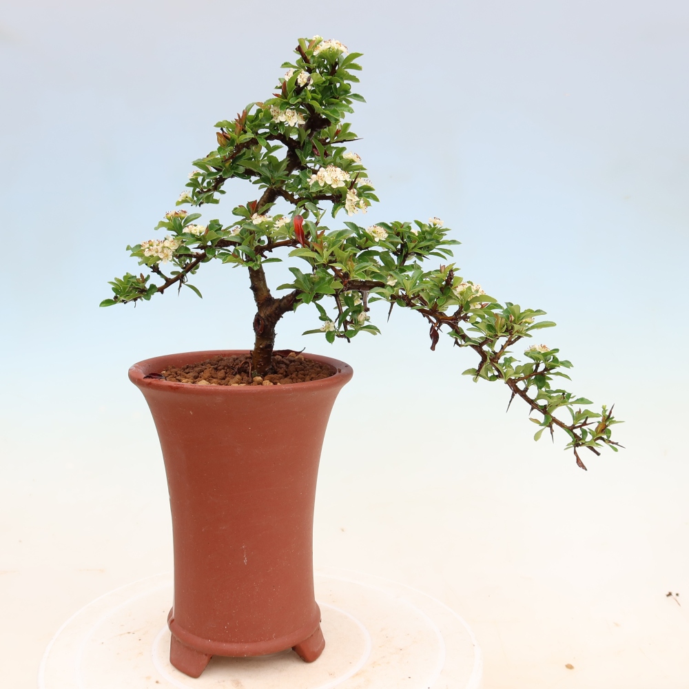 Bonsaï d'extérieur - Pyracantha teton - Pyracantha écarlate