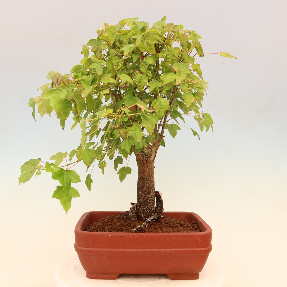 Bonsaï d'extérieur - Maple Burger - Acer Burgerianum
