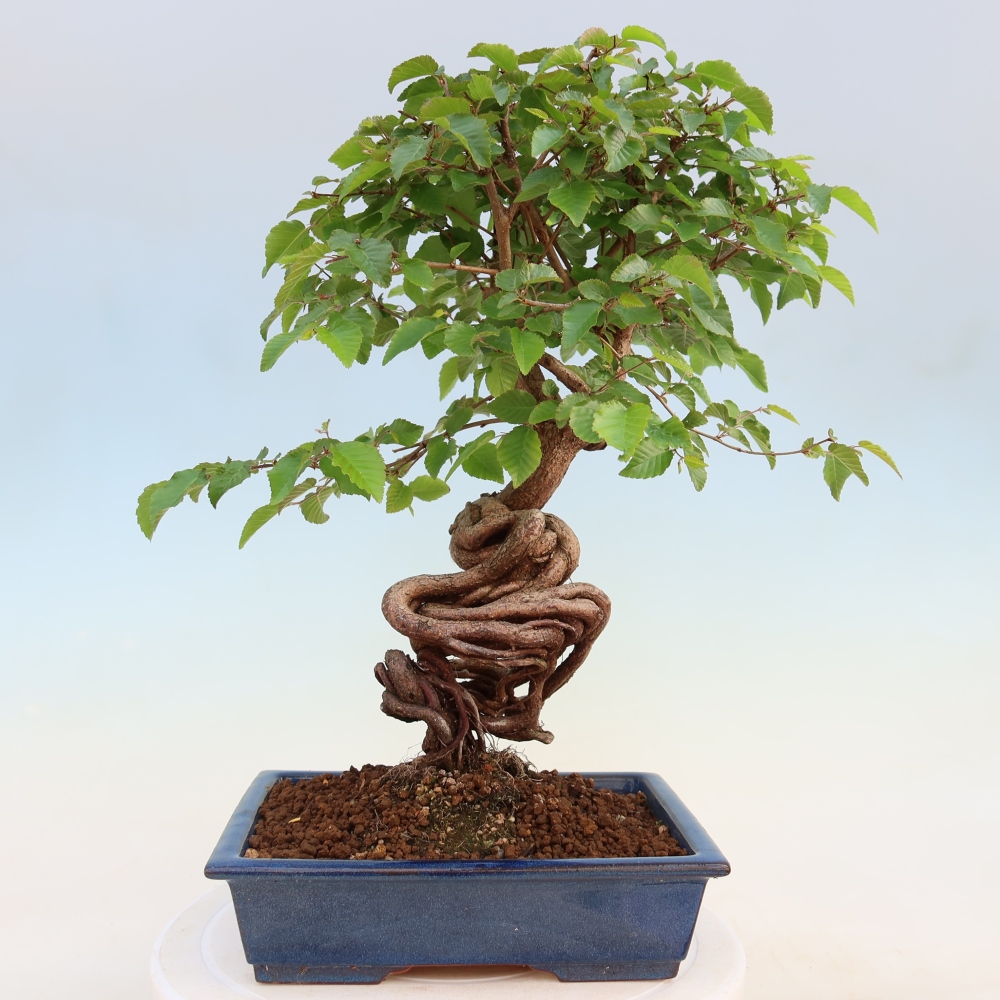 Bonsaï d'extérieur -Carpinus Coreana - Charme de Corée
