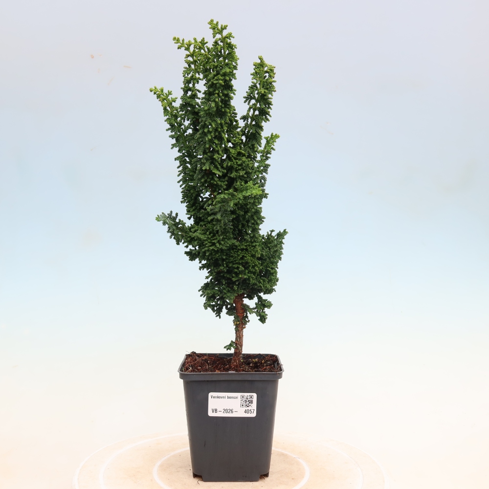 Bonsaï d'extérieur - Cham. obtusa SEKKA HINOKI - Cyprès