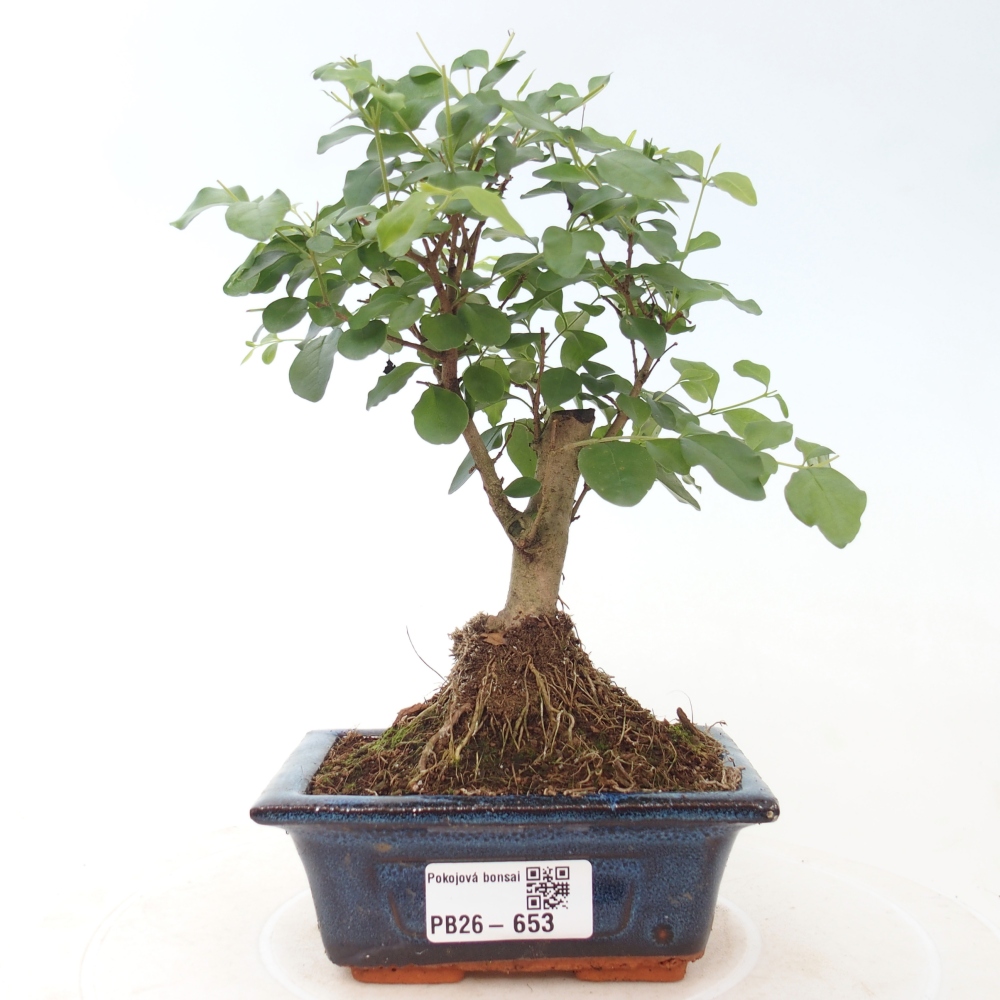 Bonsaï de chambre -Ligustrum chinensis - Bec d'oiseau