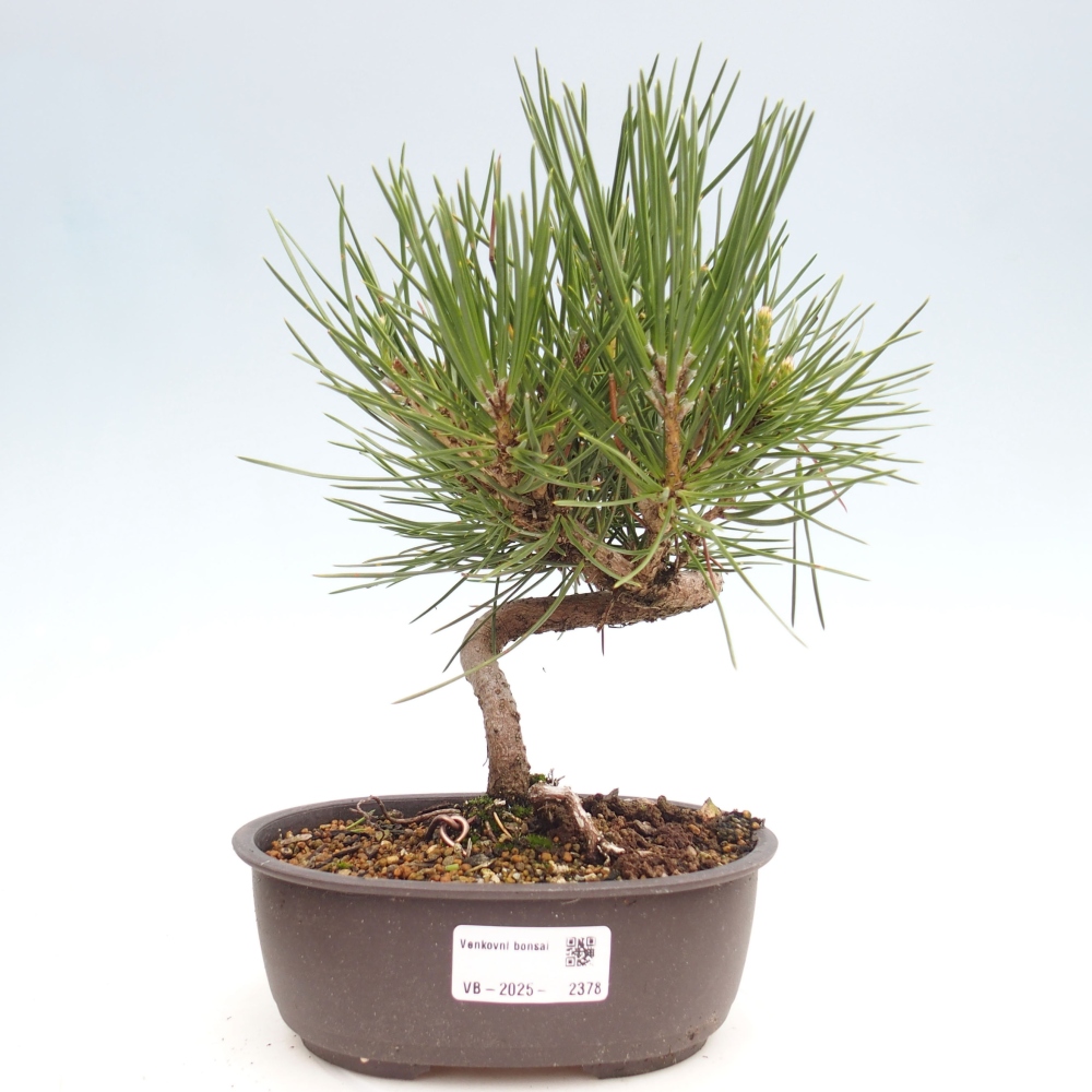 Bonsaï d'extérieur - Pinus thunbergii - Pin de Thunberg