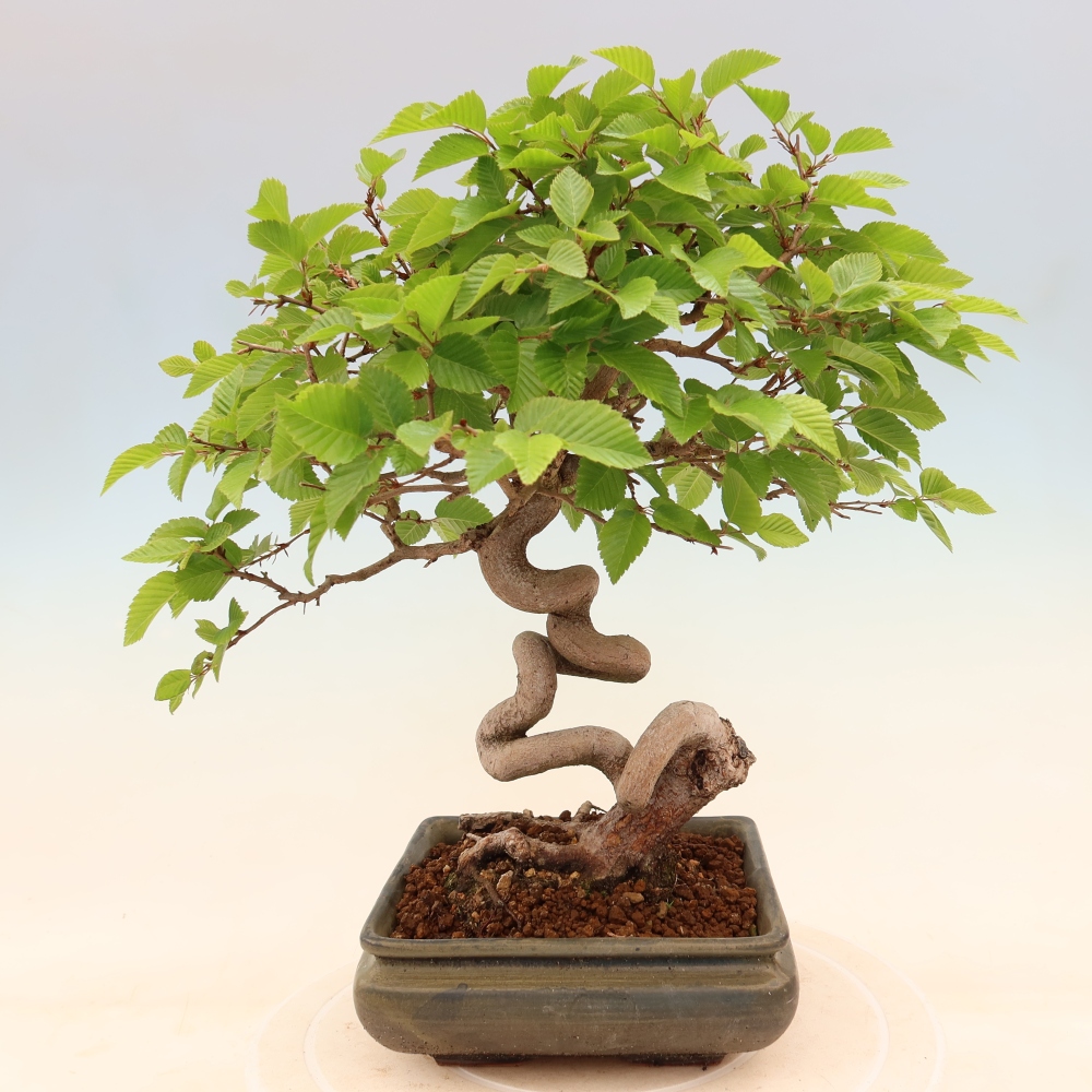 Bonsaï d'extérieur -Carpinus Coreana - Charme de Corée