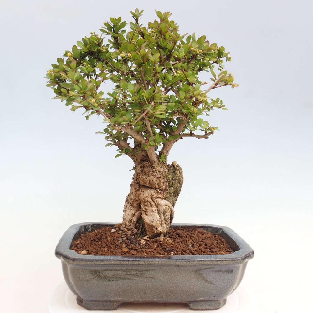 Bonsaï d'extérieur - Berberis coreana
