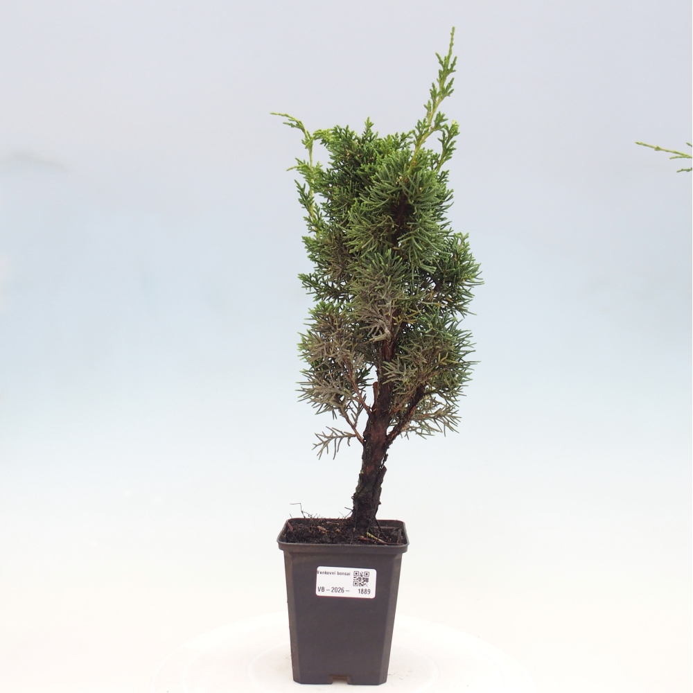 Bonsaï d'extérieur - Juniperus chinensis Kishu