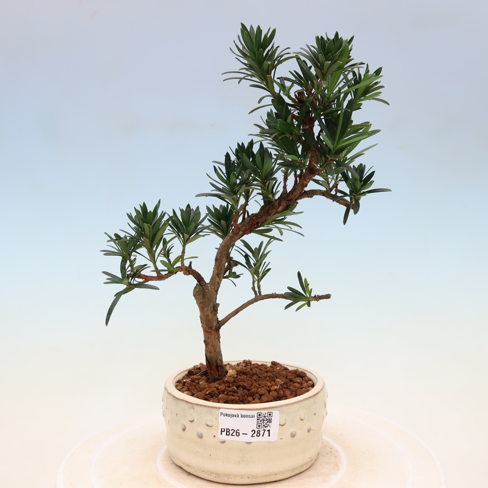 Salle bonsaï - Podocarpus - If en pierre