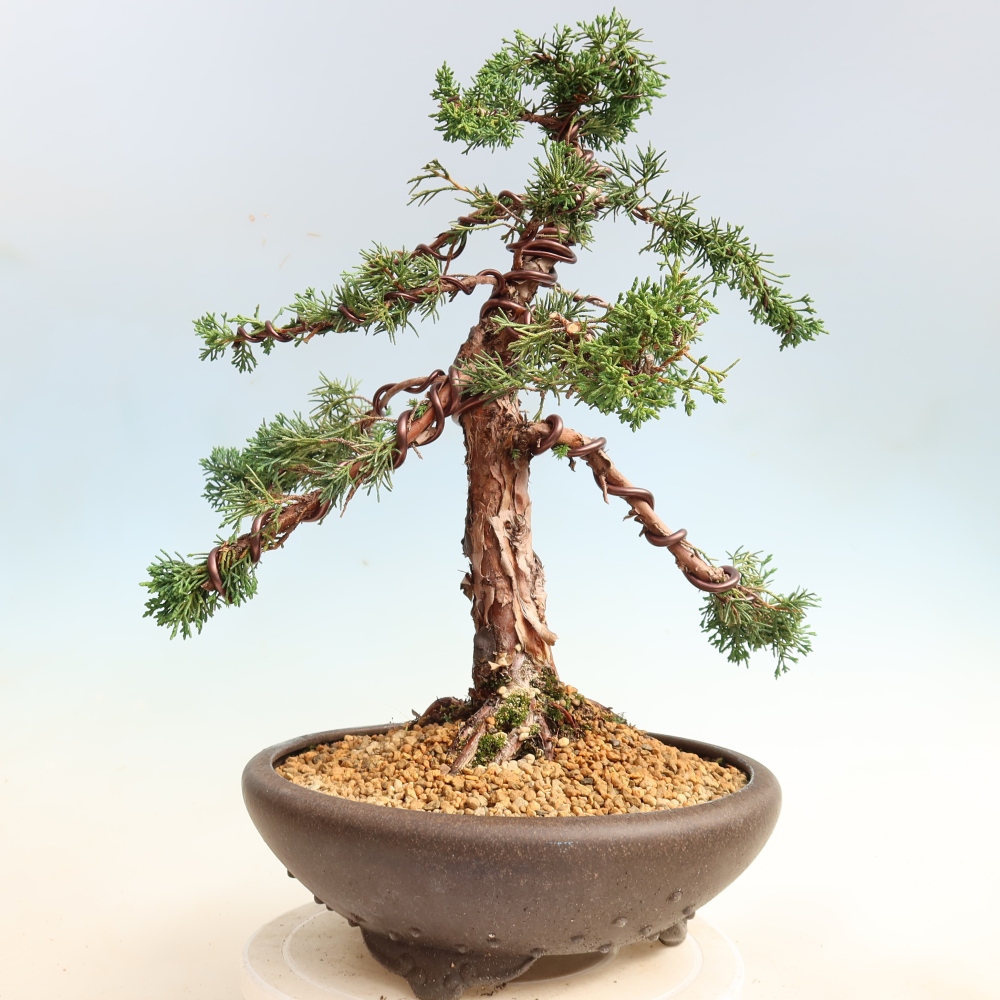 Bonsaï d'extérieur - Juniperus chinensis Kishu
