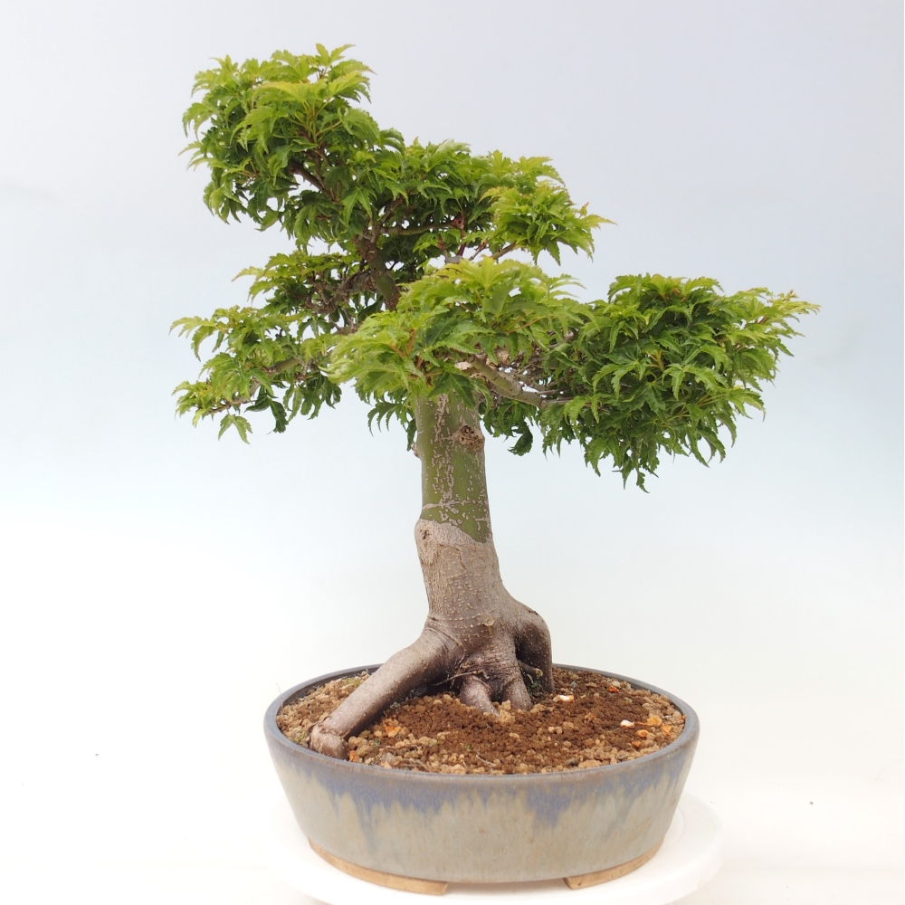 Bonsaï d'extérieur -Javor palm Acer palmatum Shishigashira