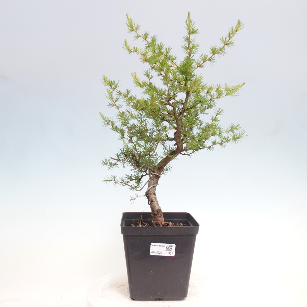 Bonsaï d'extérieur -Larix decidua - Mélèze