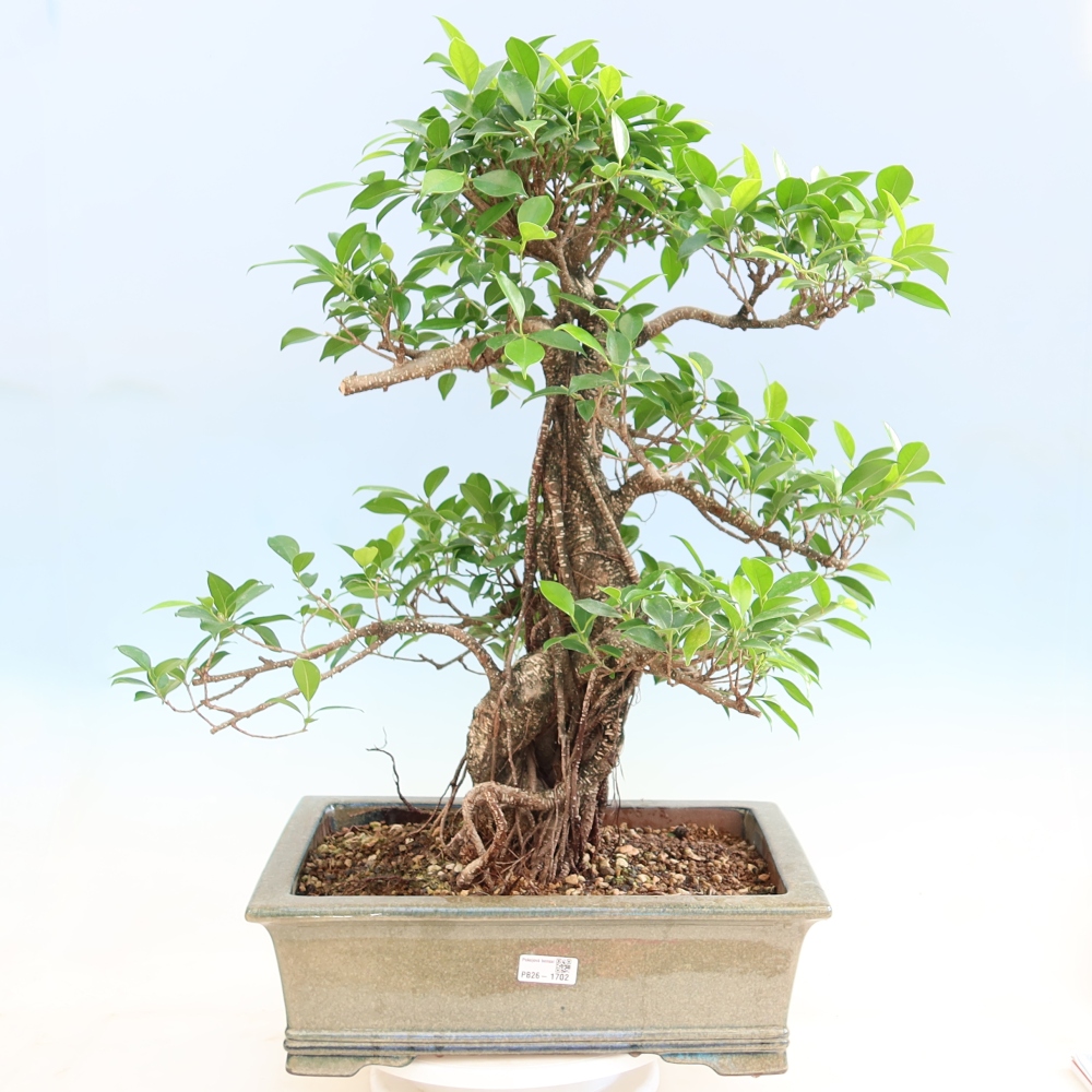 Salle bonsaï - Ficus kimmen - ficus à petites feuilles