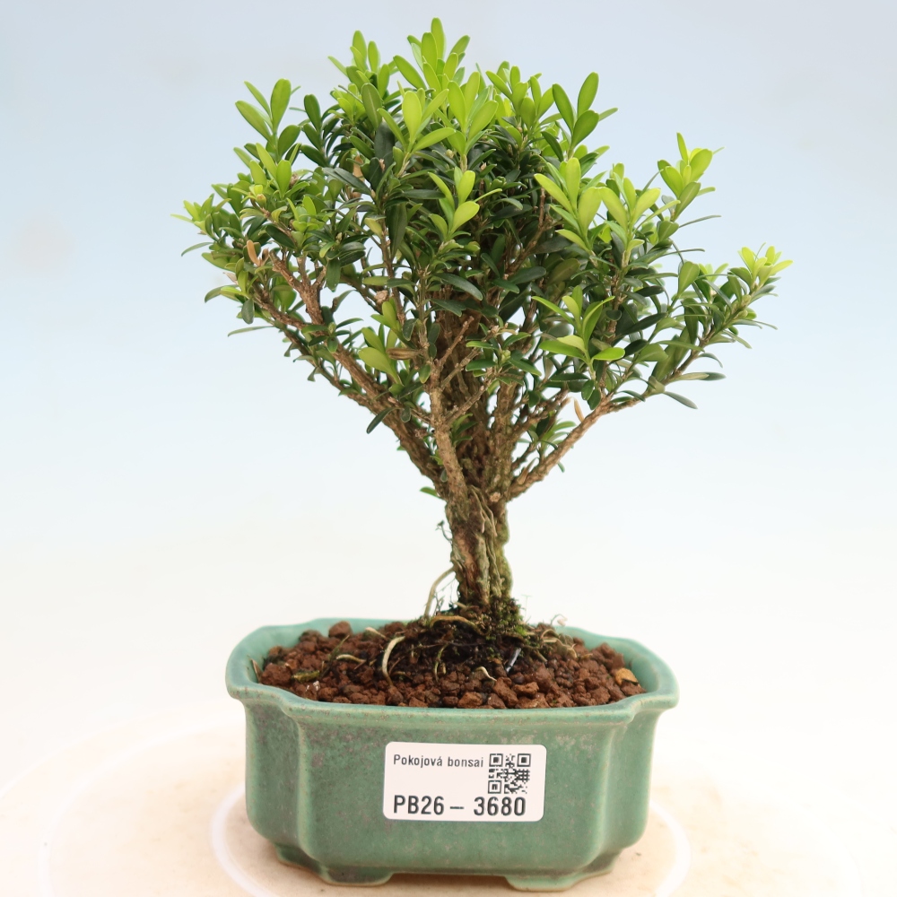 Bonsaï de chambre - Buxus harlandii - buxus liège