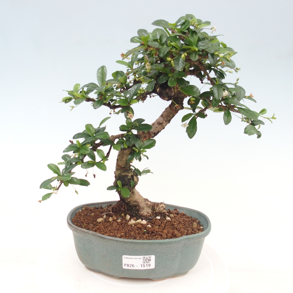 Bonsaï de chambre - Carmona macrophylla - Tea fuki
