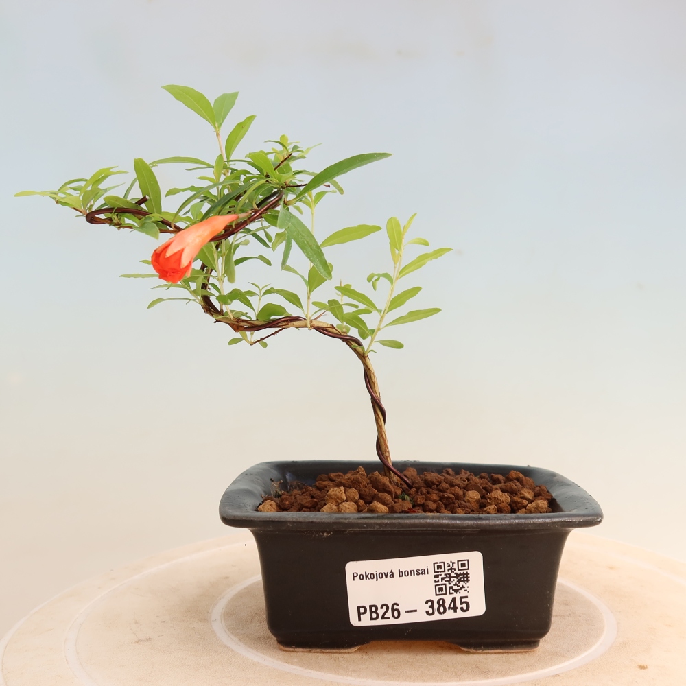 Bonsaï de chambre-PUNICA granatum nana-Pomme grenat