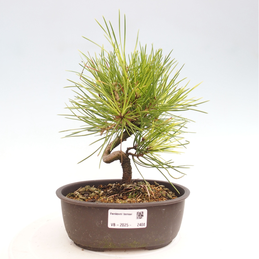 Bonsaï d'extérieur - Pinus thunbergii - Pin de Thunberg