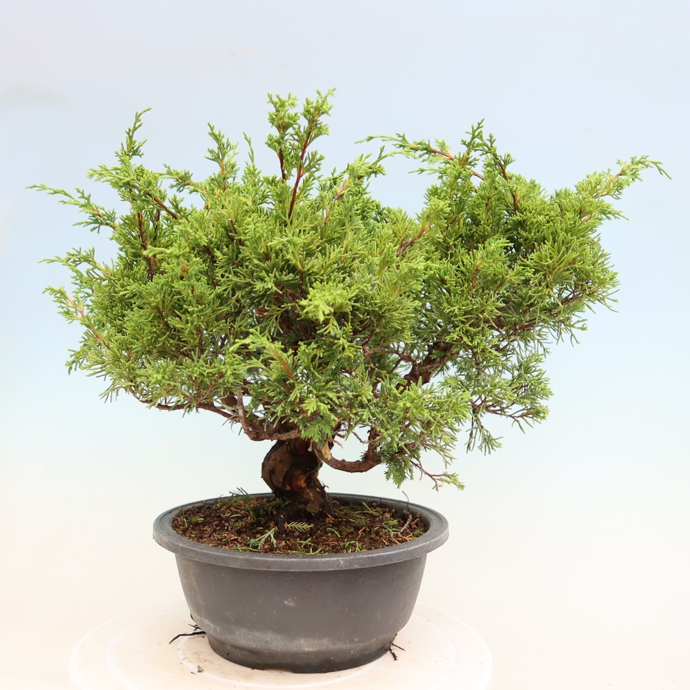Bonsaï d'extérieur - Juniperus chinensis Itoigawa-Juniperus chinensis