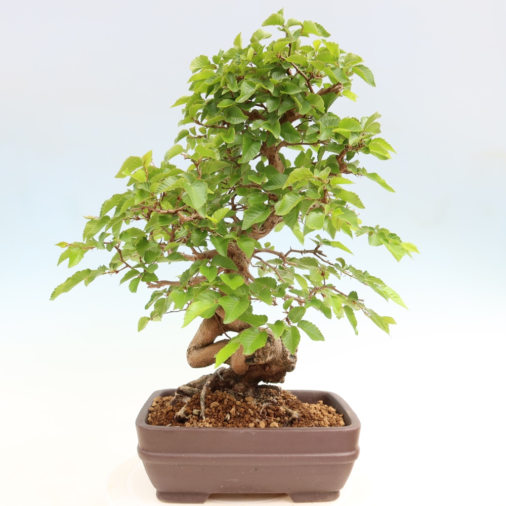 Bonsaï d'extérieur -Carpinus Coreana - Charme de Corée