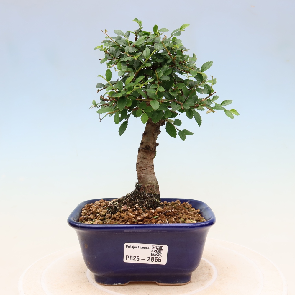 Bonsaï de chambre - Ulmus parvifolia - Orme à petites feuilles