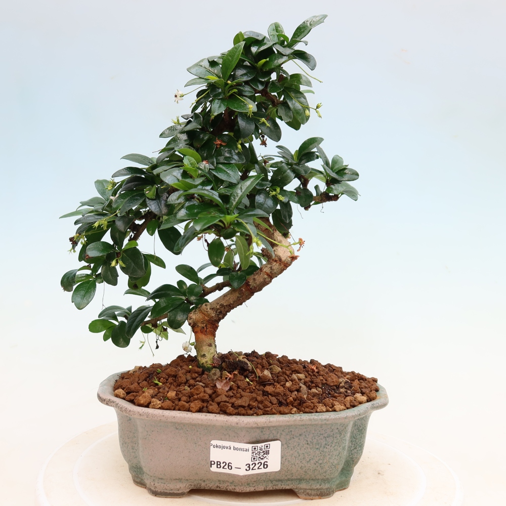 Bonsaï de chambre - Carmona macrophylla - Tea fuki